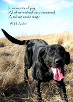 A tail to wag