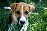 Charlie in the grass 1