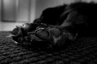 Blacky's feet