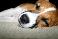 Charlie sleeping