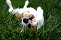Charlie in the grass 5