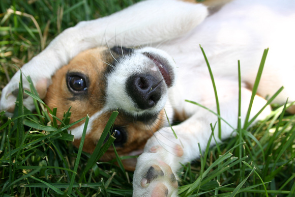 Charlie in the grass 2