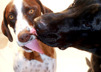 Puppy kisses