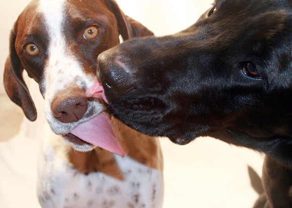 Puppy kisses